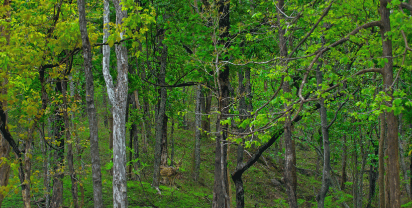 Pench-Jungle