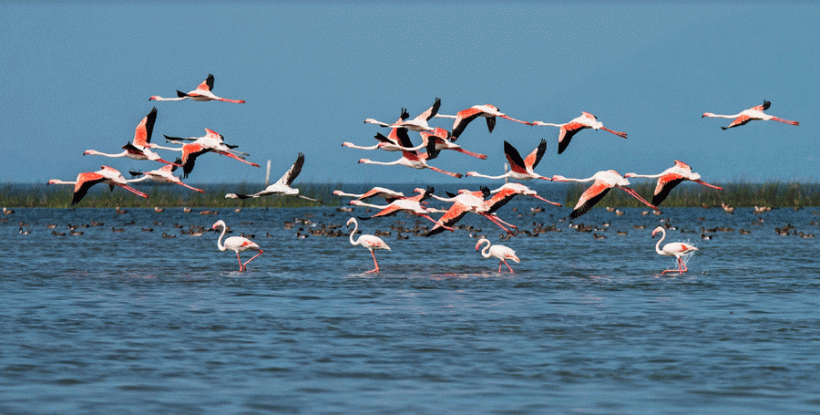 Chilika_Bhubaneswar