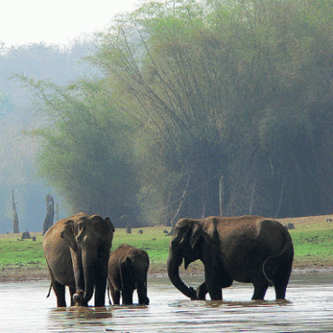 South India Wildlife