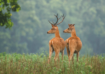 Kanha-Deer