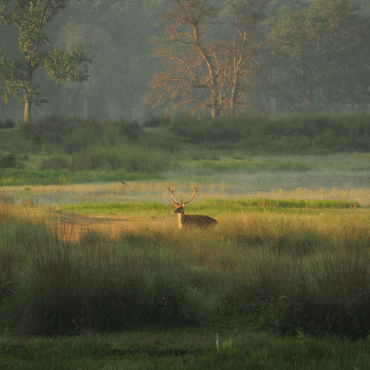 Kanha