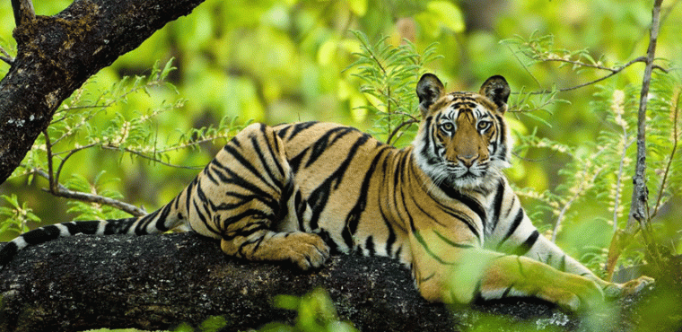 Bandhavgarh