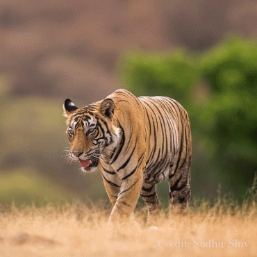 Ranthambore